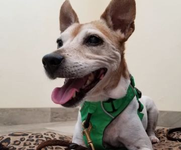 Bradenton Veterinary Hospital
