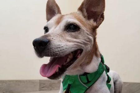 Bradenton Veterinary Hospital