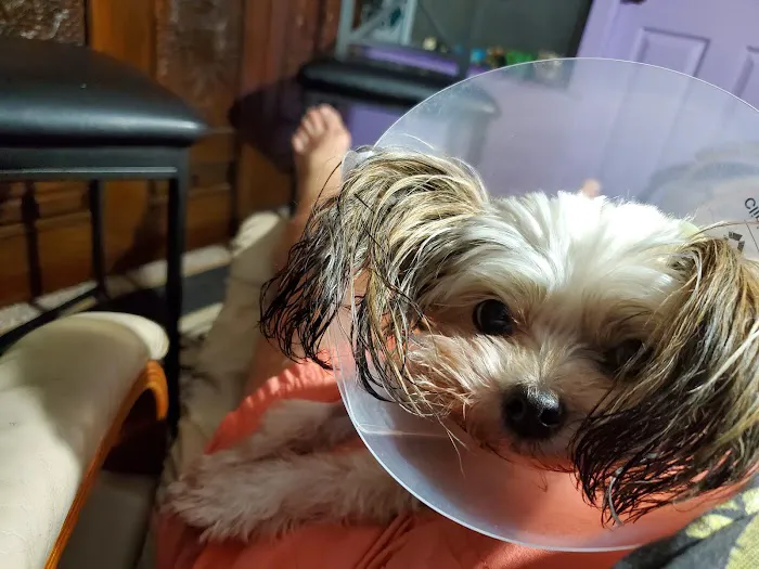 Bradenton Veterinary Hospital 12