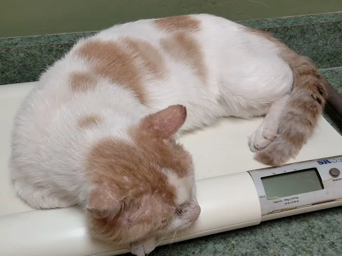 Larkspur Cat Clinic 12