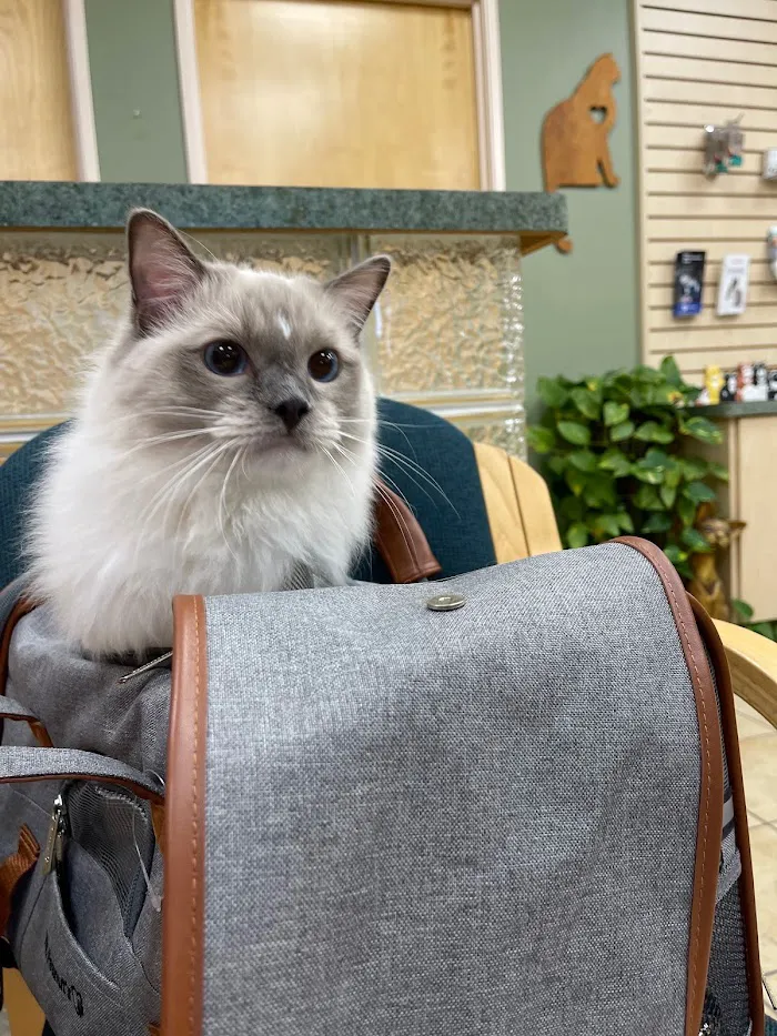 Larkspur Cat Clinic 12