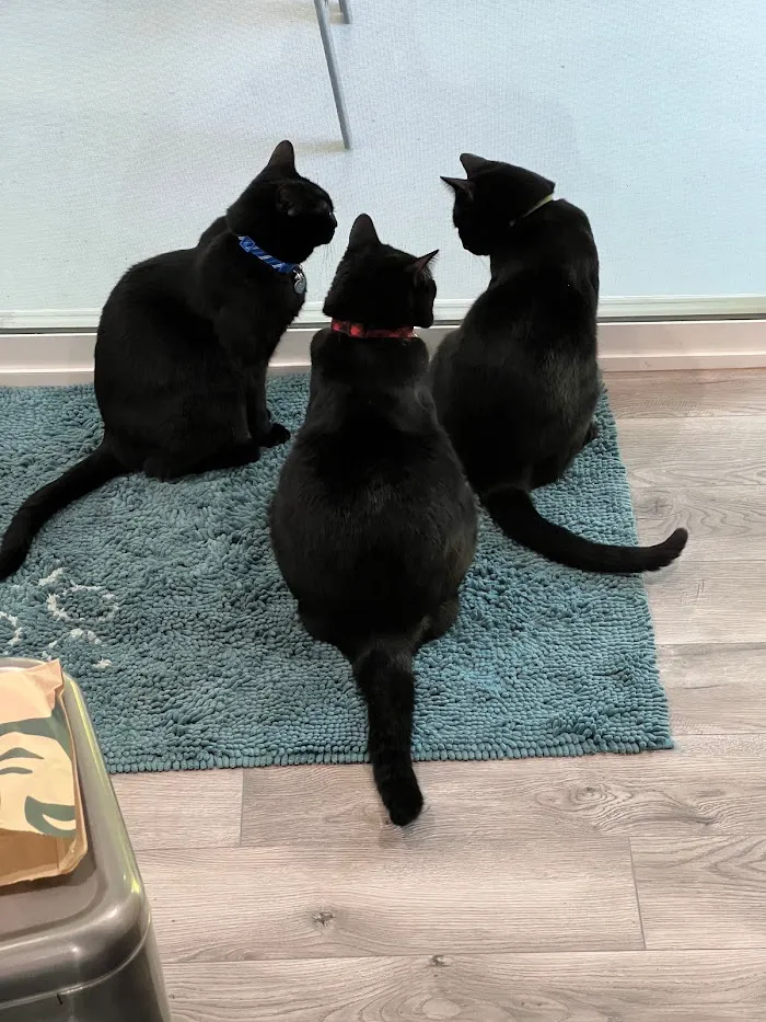 Larkspur Cat Clinic 12