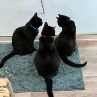 Larkspur Cat Clinic ico
