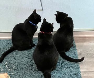 Larkspur Cat Clinic