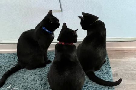 Larkspur Cat Clinic