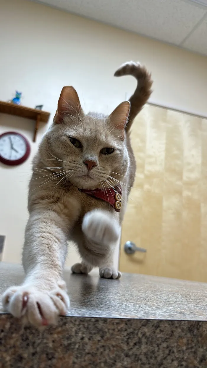 Larkspur Cat Clinic 12
