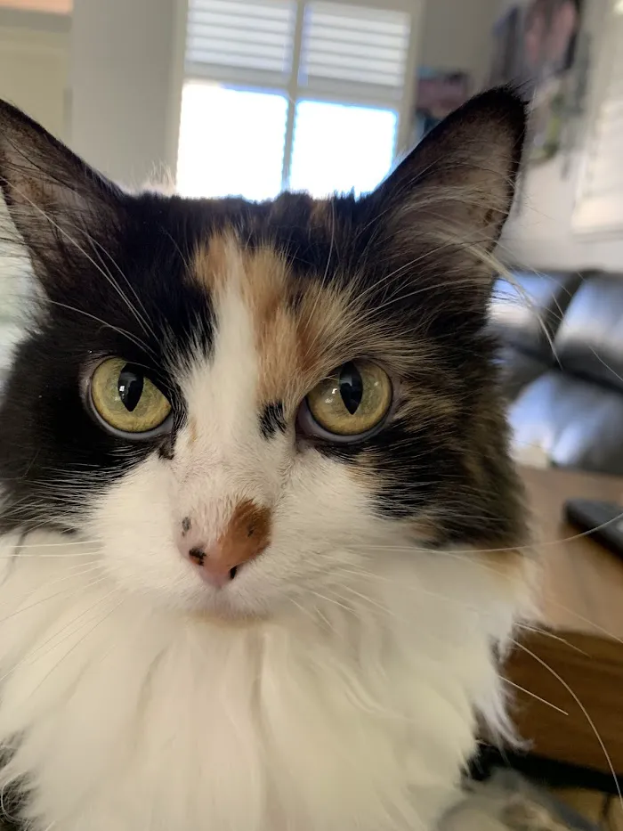 Larkspur Cat Clinic 12