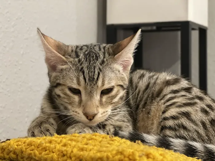 Larkspur Cat Clinic 12