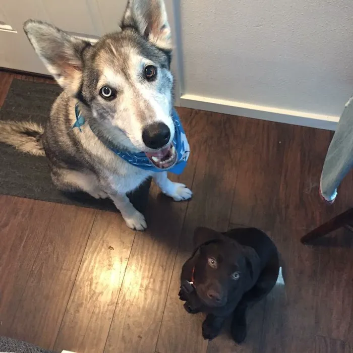 St. Petersburg Animal Hospital and Urgent Care 1