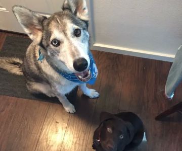 St. Petersburg Animal Hospital and Urgent Care