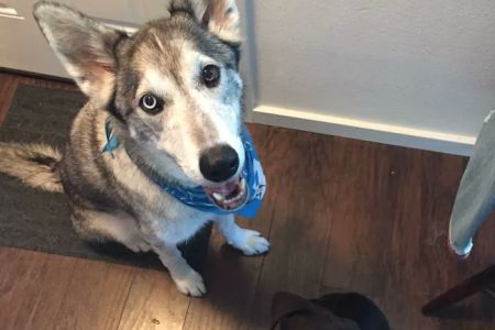 St. Petersburg Animal Hospital and Urgent Care