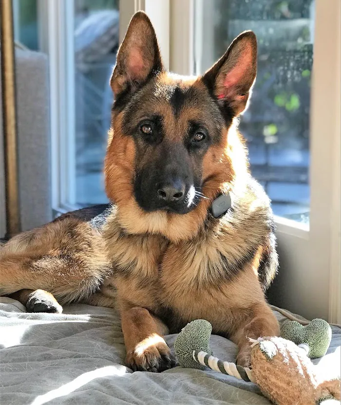 St. Petersburg Animal Hospital and Urgent Care 5
