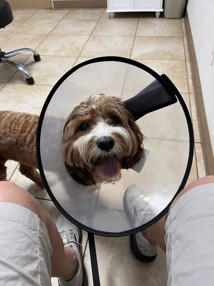 St. Petersburg Animal Hospital and Urgent Care 10
