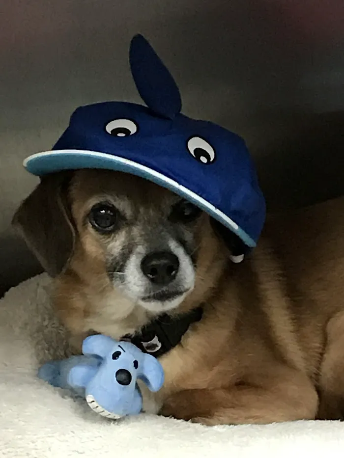 Four Legged Friends Animal Hospital 9