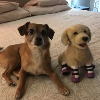 Four Legged Friends Animal Hospital ico