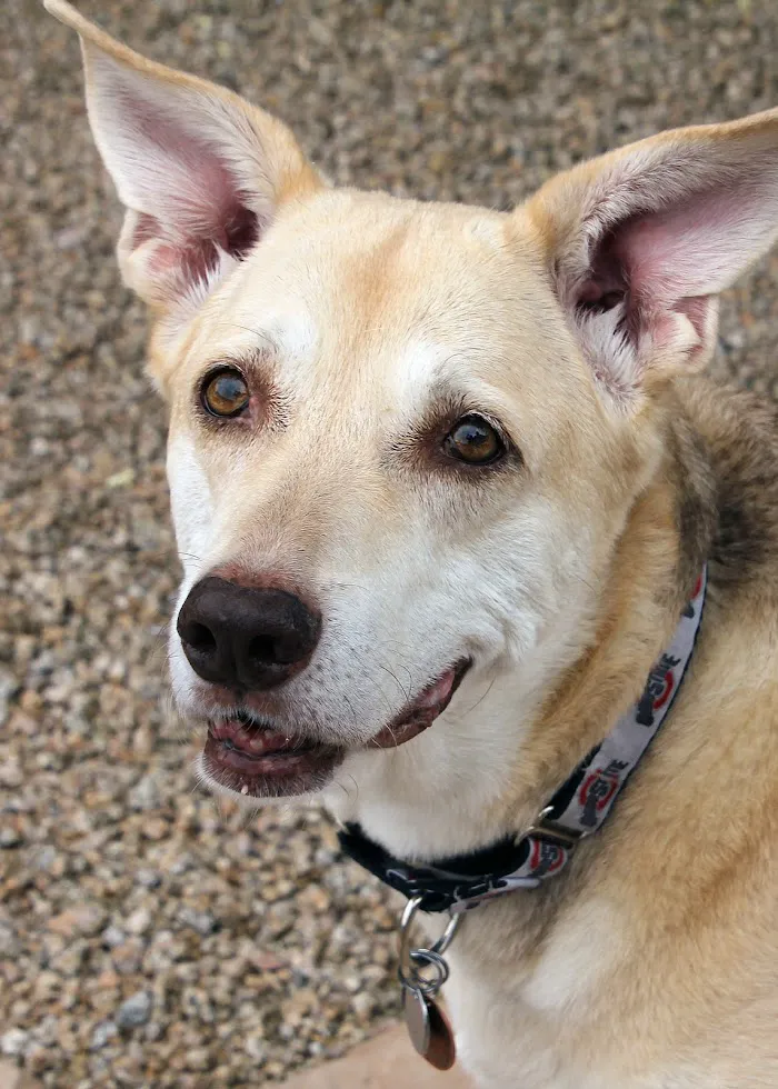 Four Legged Friends Animal Hospital 4