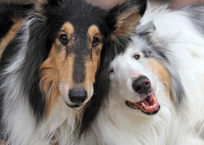Four Legged Friends Animal Hospital 6