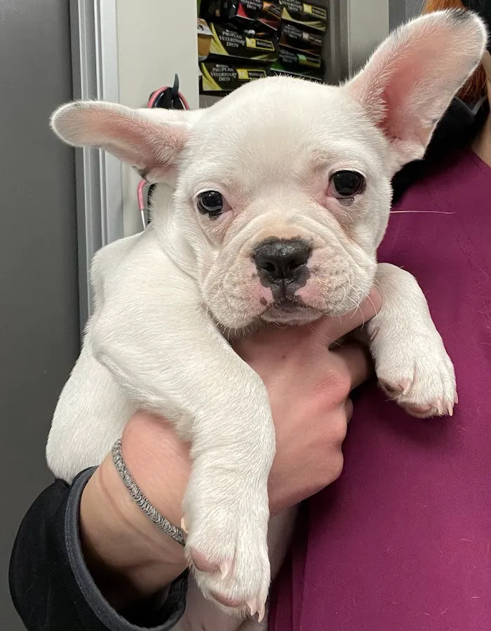 Stetson Hills Animal Hospital 2