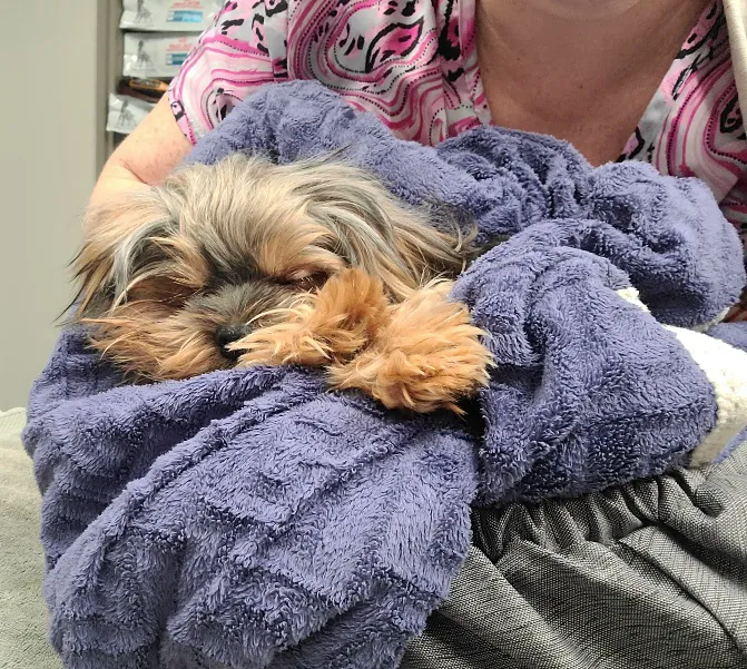 Stetson Hills Animal Hospital 6
