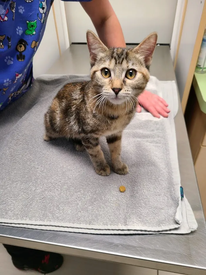 Stetson Hills Animal Hospital 8
