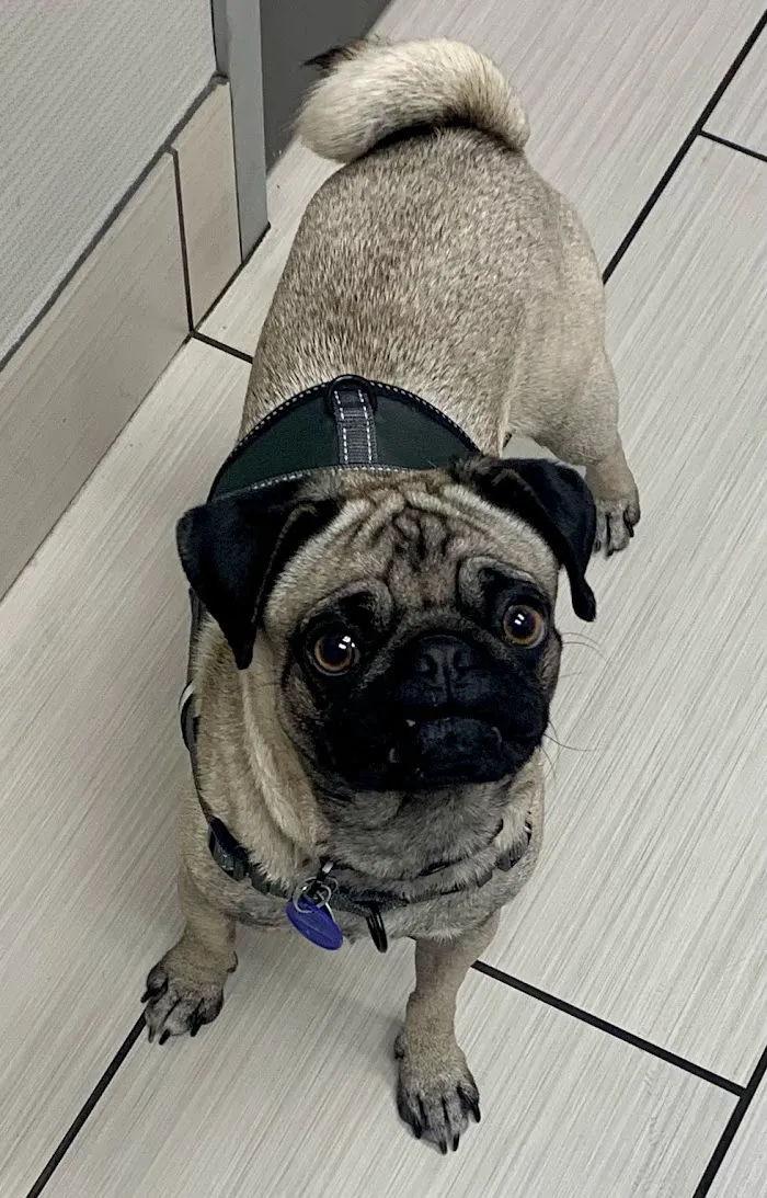 Stetson Hills Animal Hospital 1