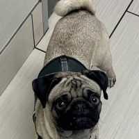 Stetson Hills Animal Hospital ico