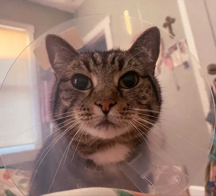 Baycrest Veterinary Hospital 12