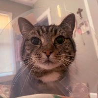 Baycrest Veterinary Hospital ico