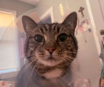 Baycrest Veterinary Hospital