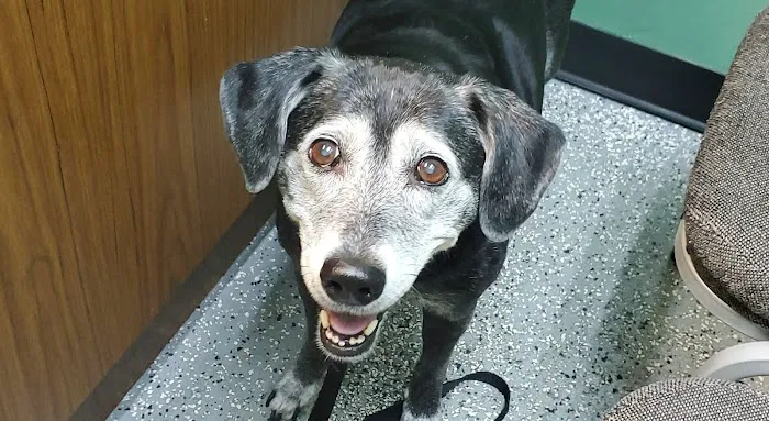 Baycrest Veterinary Hospital 12