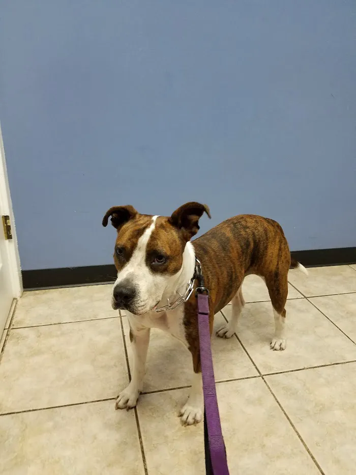 Baycrest Veterinary Hospital 12