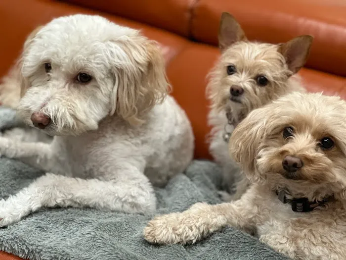 Companion Pet Clinic of North Phoenix 12