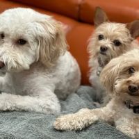 Companion Pet Clinic of North Phoenix ico