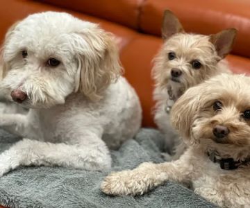 Companion Pet Clinic of North Phoenix