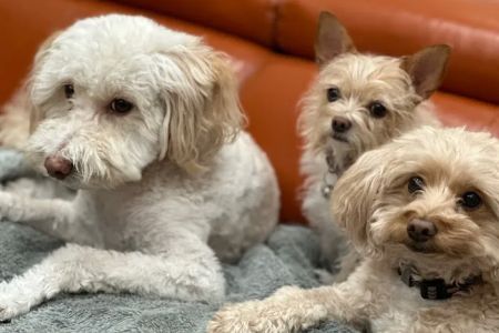 Companion Pet Clinic of North Phoenix