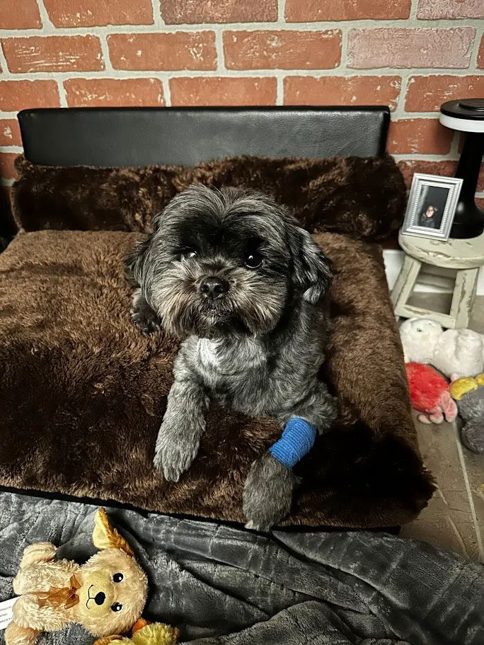 Companion Pet Clinic of North Phoenix 12