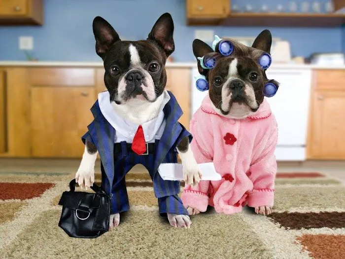 Companion Pet Clinic of North Phoenix 12