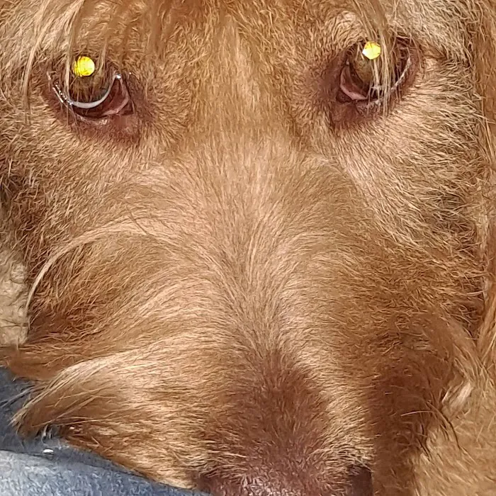 Companion Pet Clinic of North Phoenix 12