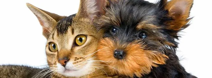 Companion Pet Clinic of North Phoenix 12