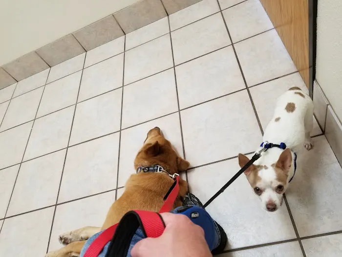 Pet Life Veterinary Clinic Paradise Valley 2