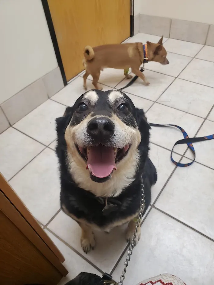 Pet Life Veterinary Clinic Paradise Valley 4
