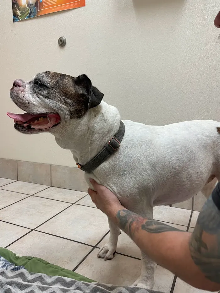Pet Life Veterinary Clinic Paradise Valley 3