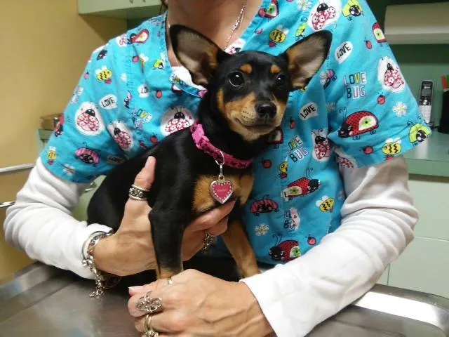 Manatee Veterinary Clinic 12