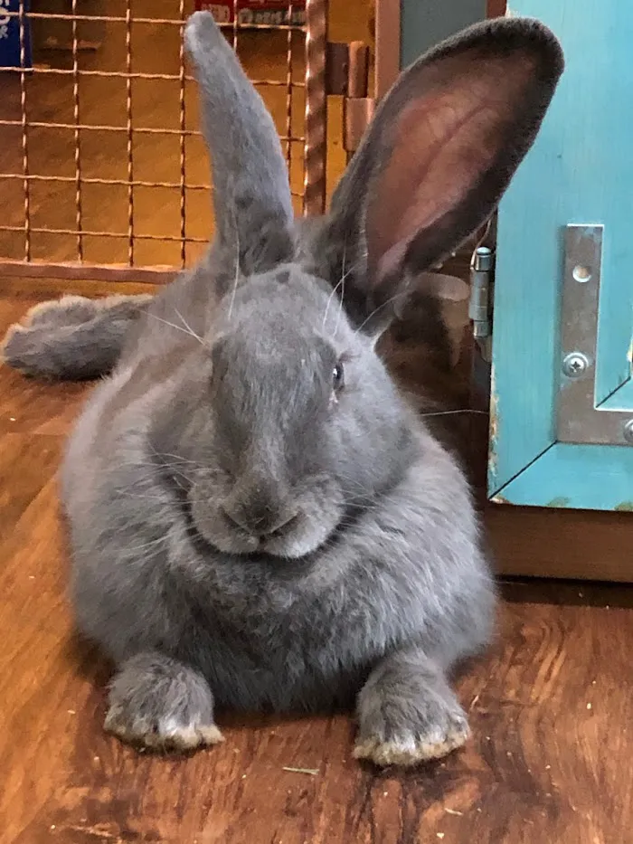 Arizona Exotic Animal Hospital (Phoenix) 1