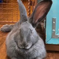 Arizona Exotic Animal Hospital (Phoenix) ico