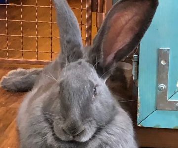 Arizona Exotic Animal Hospital (Phoenix)