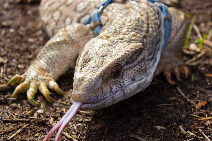 Arizona Exotic Animal Hospital (Phoenix) 9