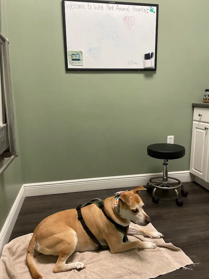 West Park Animal Hospital 12