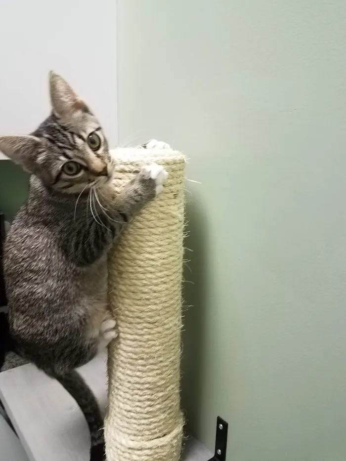 West Park Animal Hospital 12