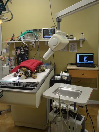 Westchase Veterinary Center and Emergency 12